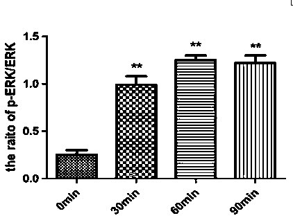 Dentin non-collagen programmed preparation method