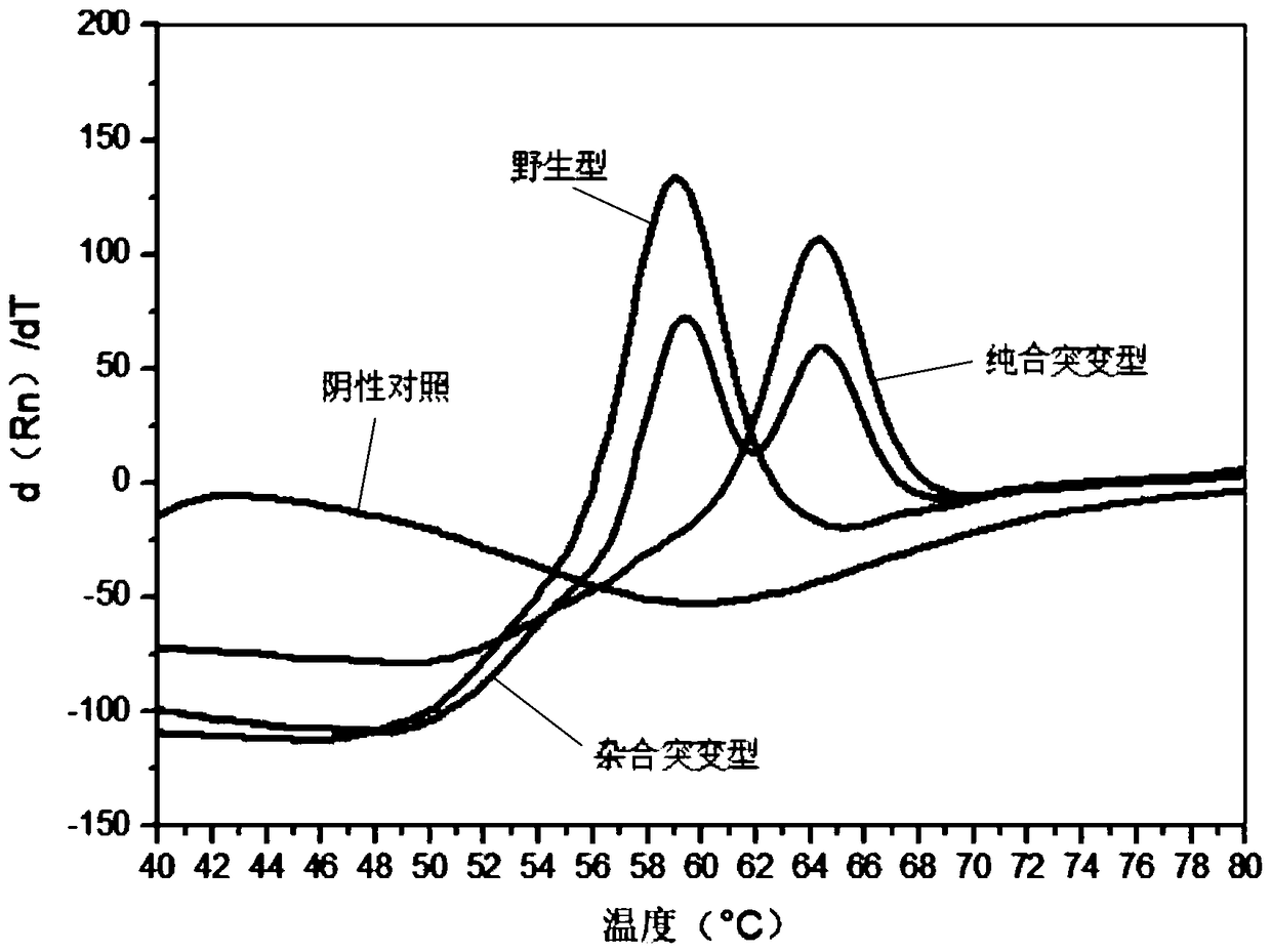 Specific primer group, test kit and test method for testing polymorphic sites of human MTHFR and MTRR genes