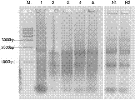 Method for fully obtaining interstitial ribosome nascent-chain complex