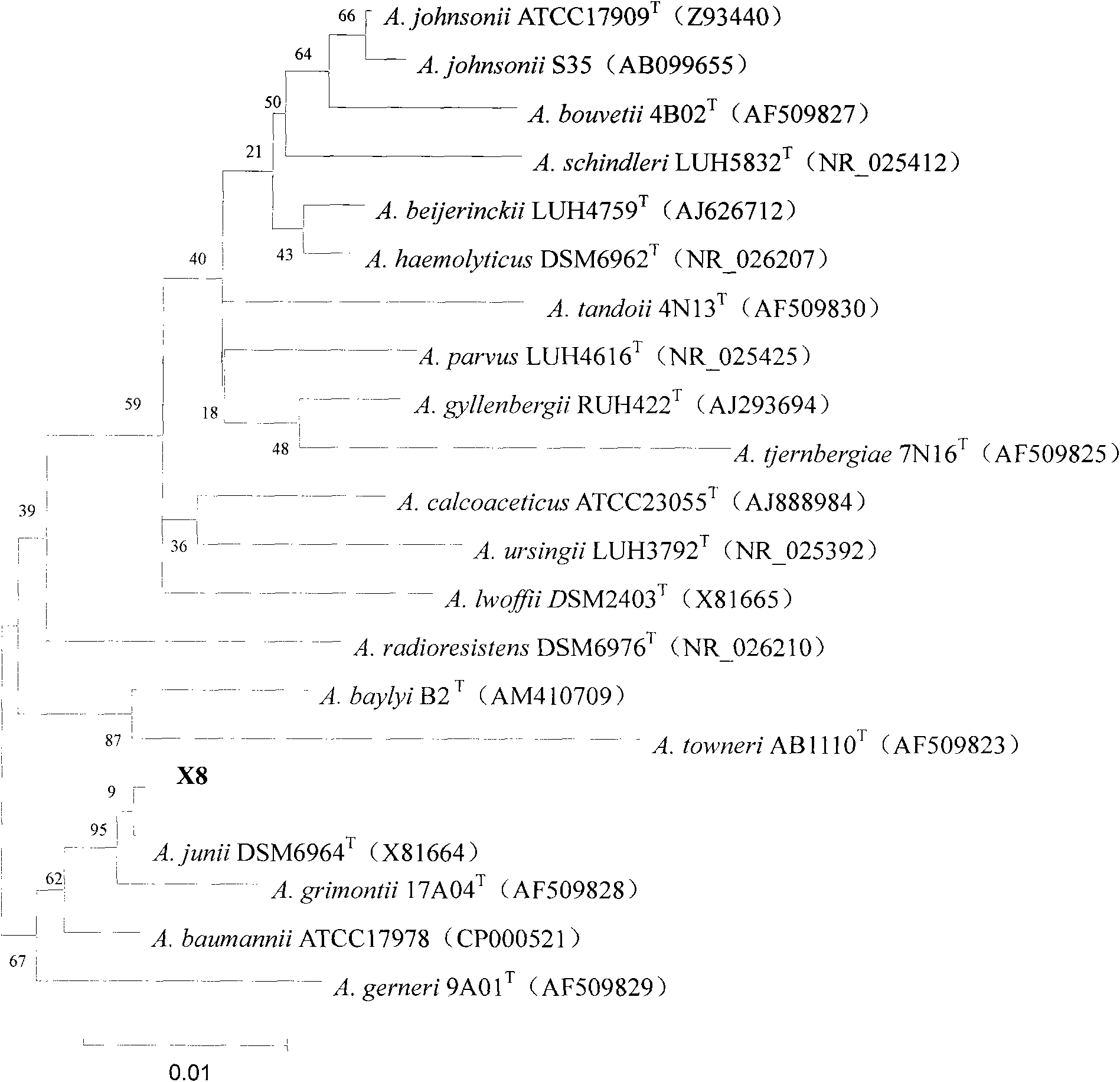 Acinetobacter juni. X8 and application thereof in preparing algin lyase