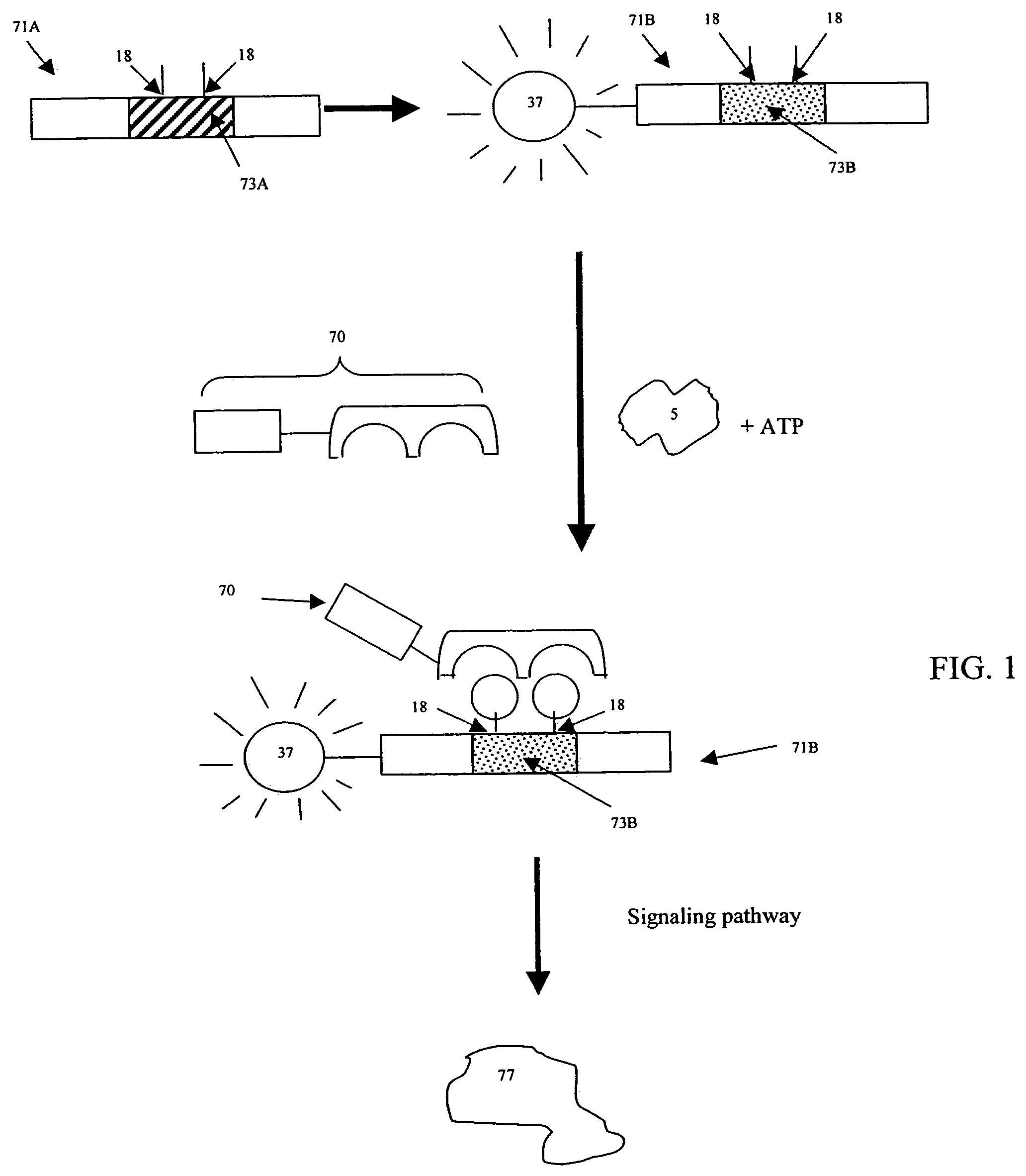 Cell-based screening methods