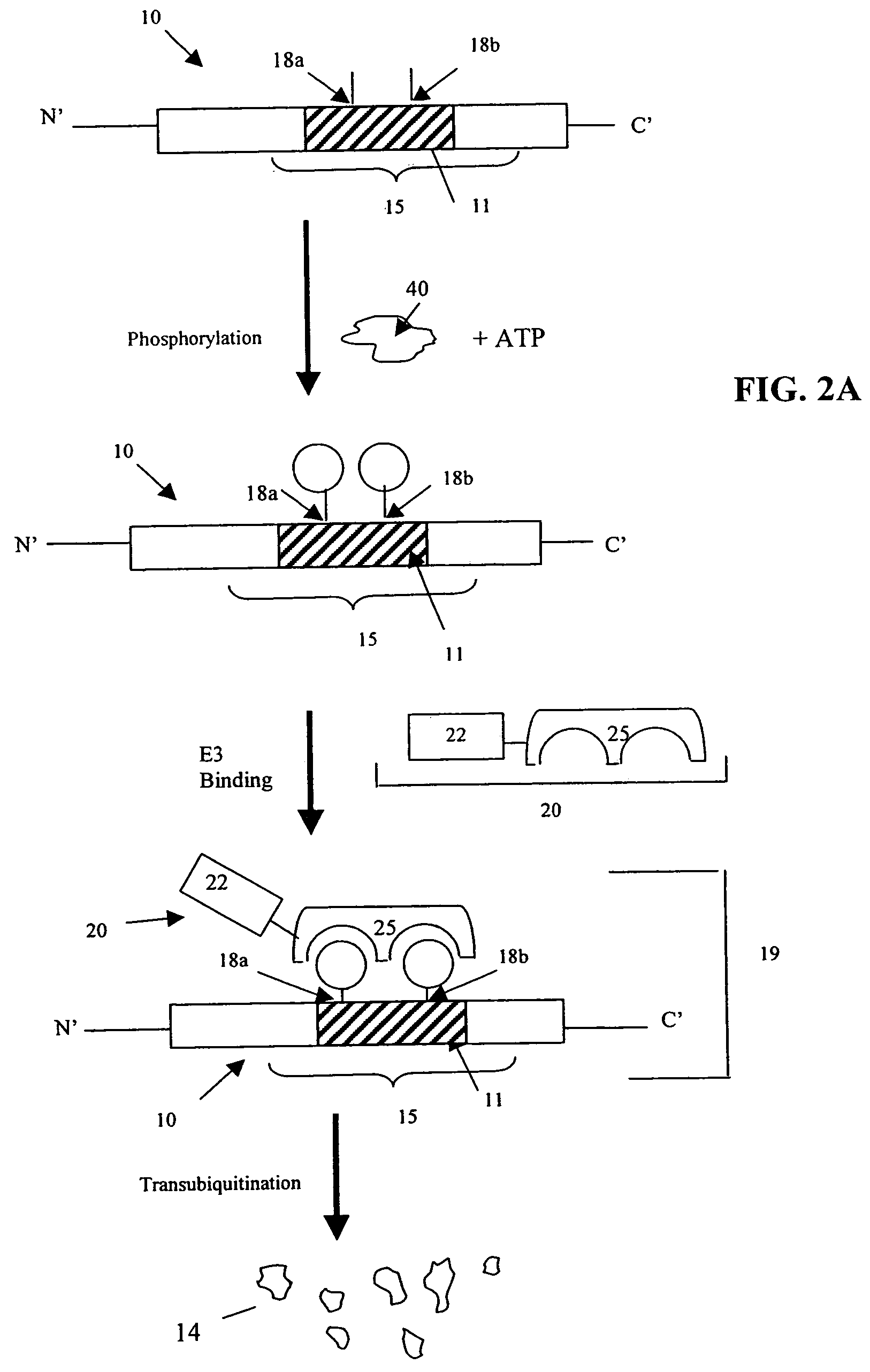 Cell-based screening methods