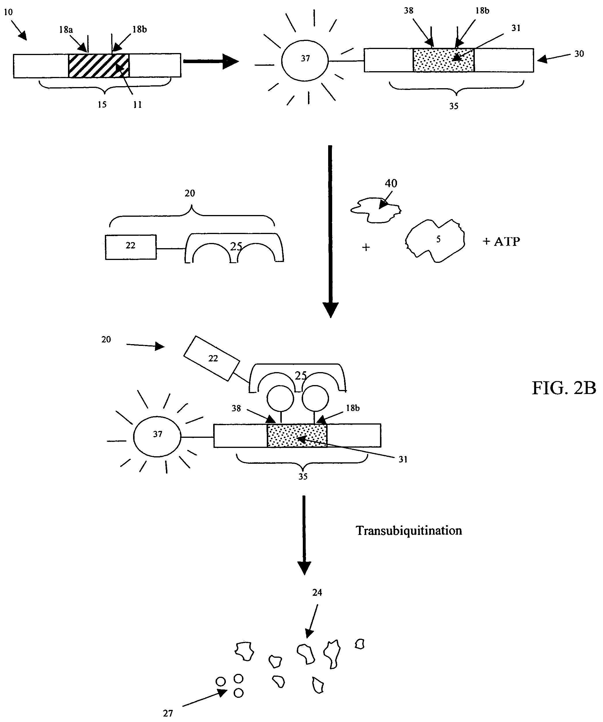 Cell-based screening methods