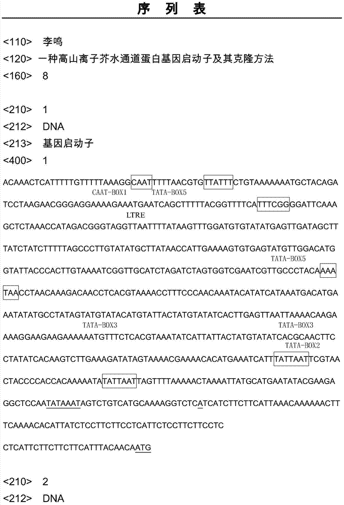 Aquaporin gene promoter for chorispora bungeana and cloning method thereof