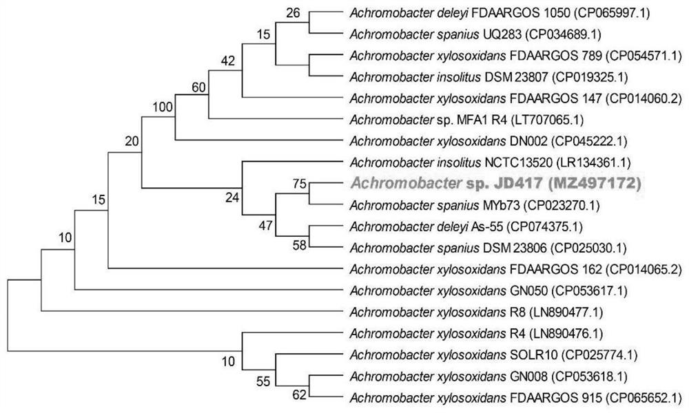 Achromobacter strain JD417 and application thereof