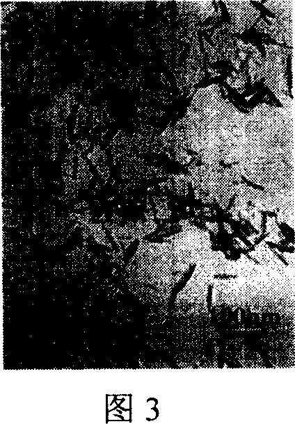 Simple preparation method of alpha-FeOOH and alpha-Fe2O3 nano stick