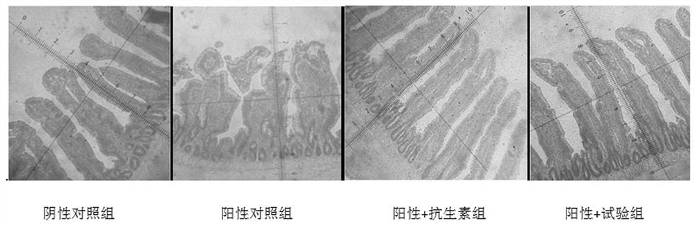 Micro-ecological preparation for treating necrotic enteritis of broiler chicken and application of micro-ecological preparation