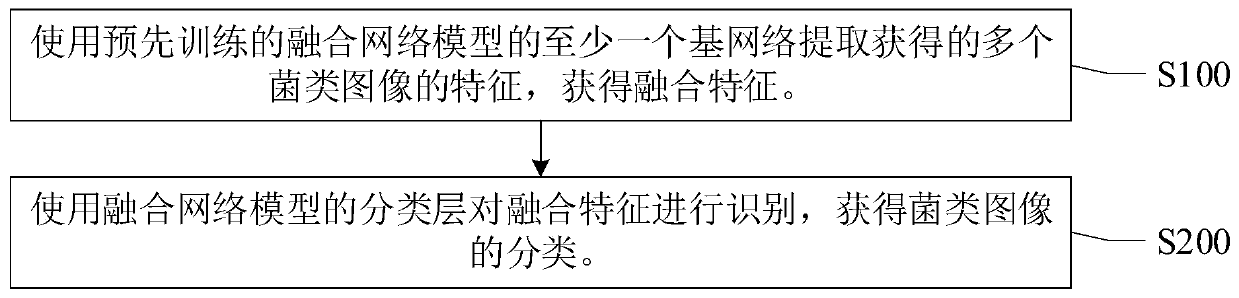 Fungus image recognition method and device, electronic equipment and storage medium