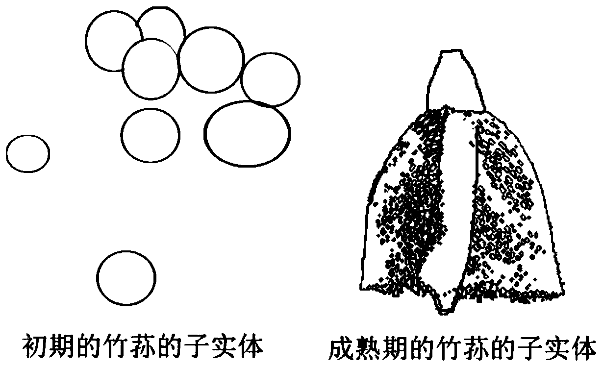 Fungus image recognition method and device, electronic equipment and storage medium