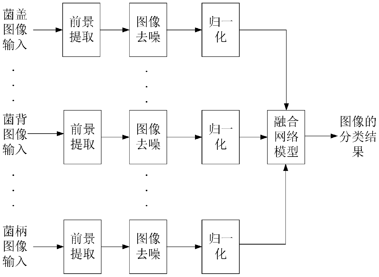 Fungus image recognition method and device, electronic equipment and storage medium