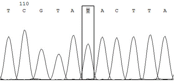 Method for identifying swarm royal jelly high yield character with SNP mark rs16287910