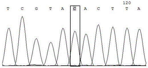 Method for identifying swarm royal jelly high yield character with SNP mark rs16287910