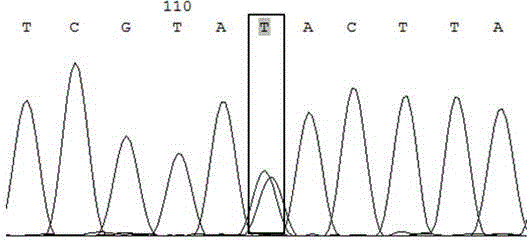 Method for identifying swarm royal jelly high yield character with SNP mark rs16287910