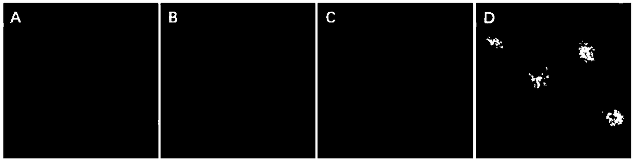 Application of iridium complex in preparing mitochondria targeted anti-tumor drugs