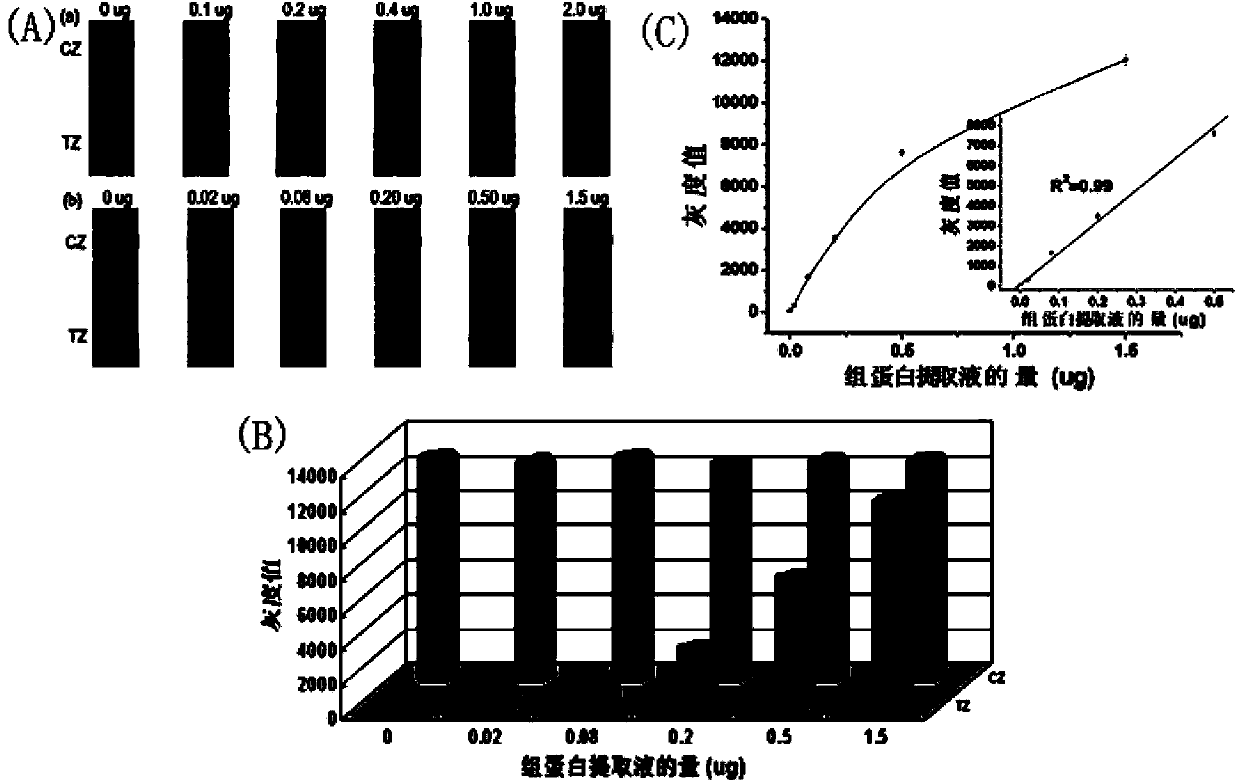 Signal-enhanced test strip biosensor for detecting histone methylation