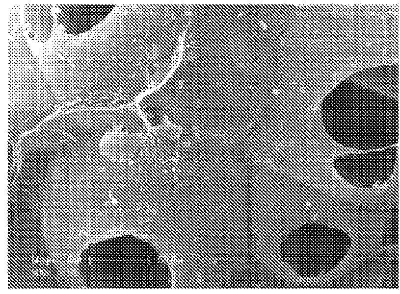 Crosslinked polysaccharide beads and their biomedical uses