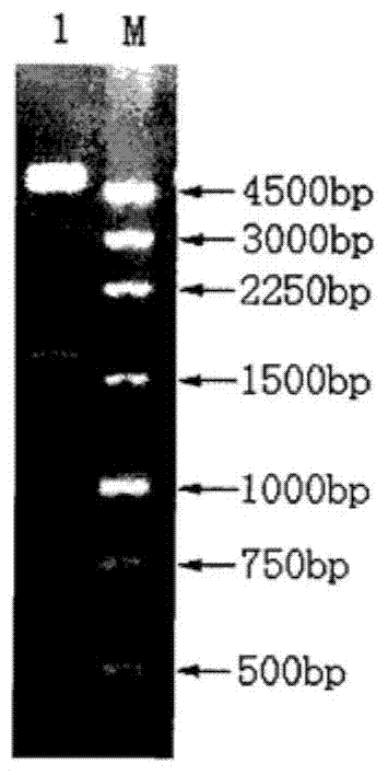 ATP releasing agent and germ fast detection reagent containing ATP releasing agent