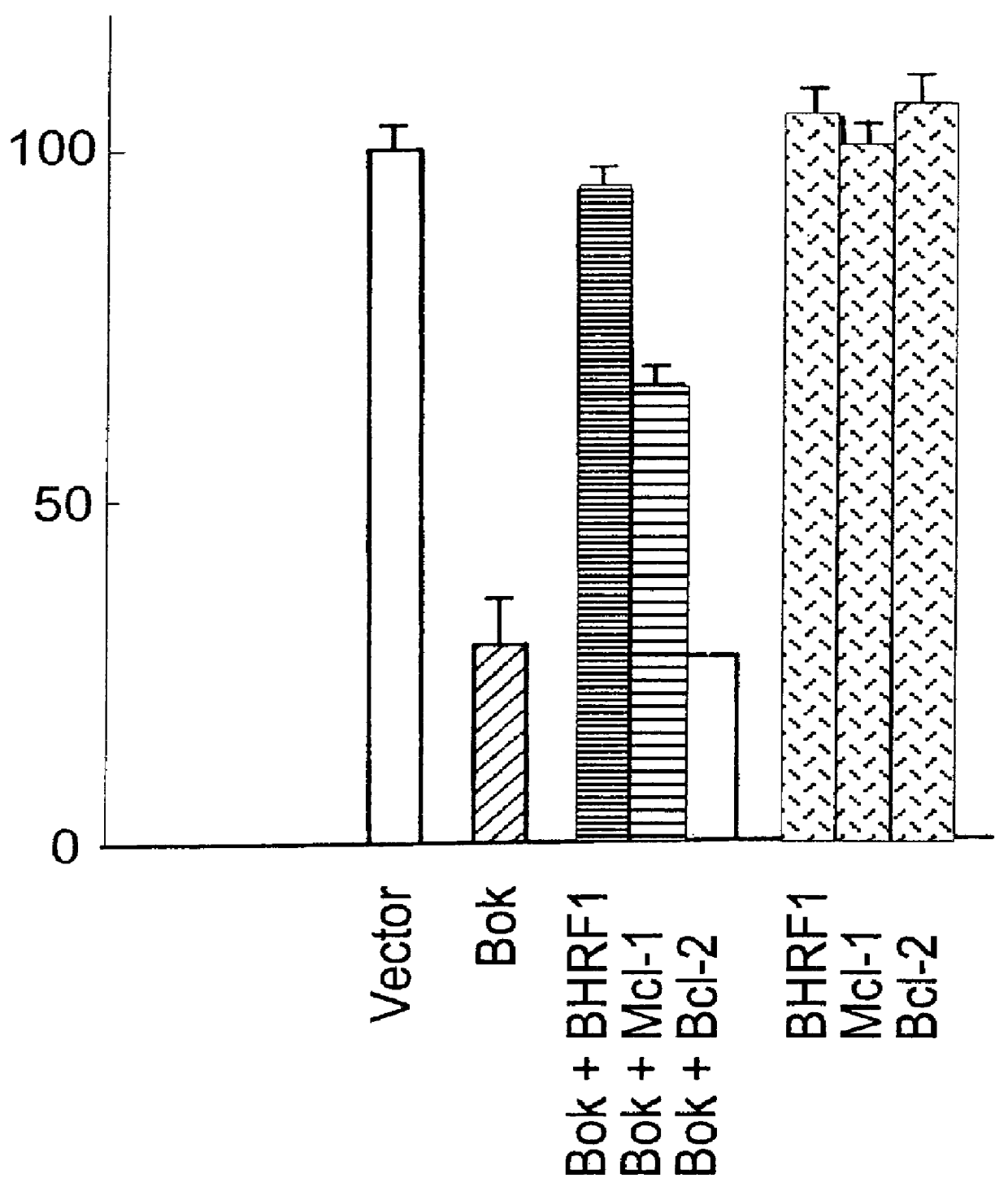 Mammalian pro-apoptotic Bok genes and their uses