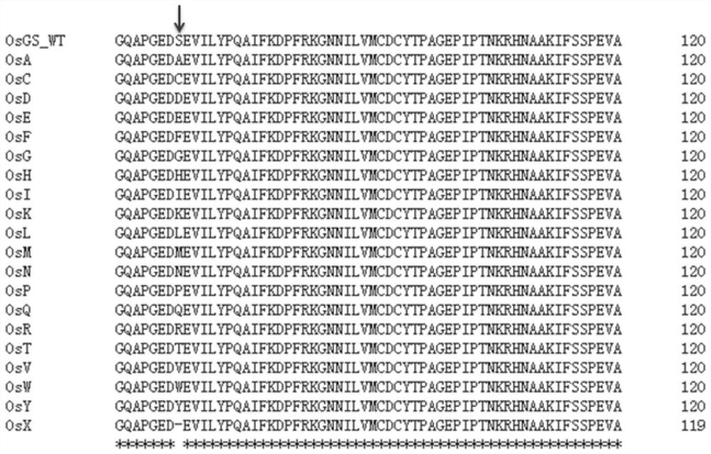 Plant-derived glufosinate-resistant glutamine synthetase mutant, nucleic acid molecule and application