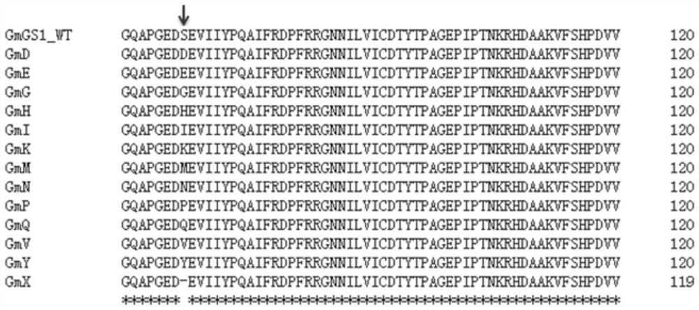 Plant-derived glufosinate-resistant glutamine synthetase mutant, nucleic acid molecule and application