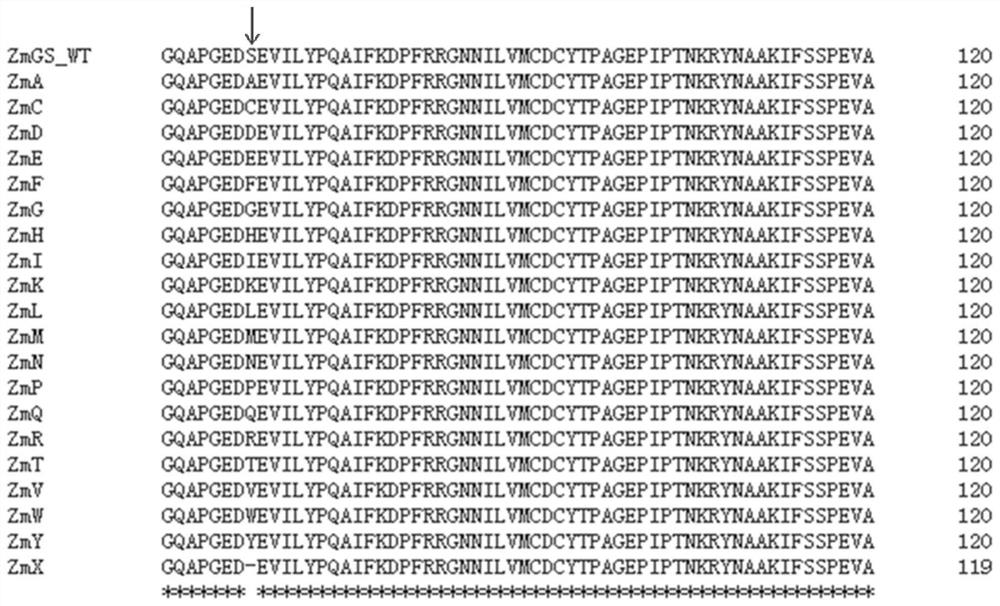 Plant-derived glufosinate-resistant glutamine synthetase mutant, nucleic acid molecule and application