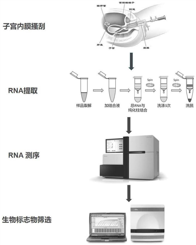 Set of endometrial receptivity biomarker, kit and method for judging endometrial receptivity