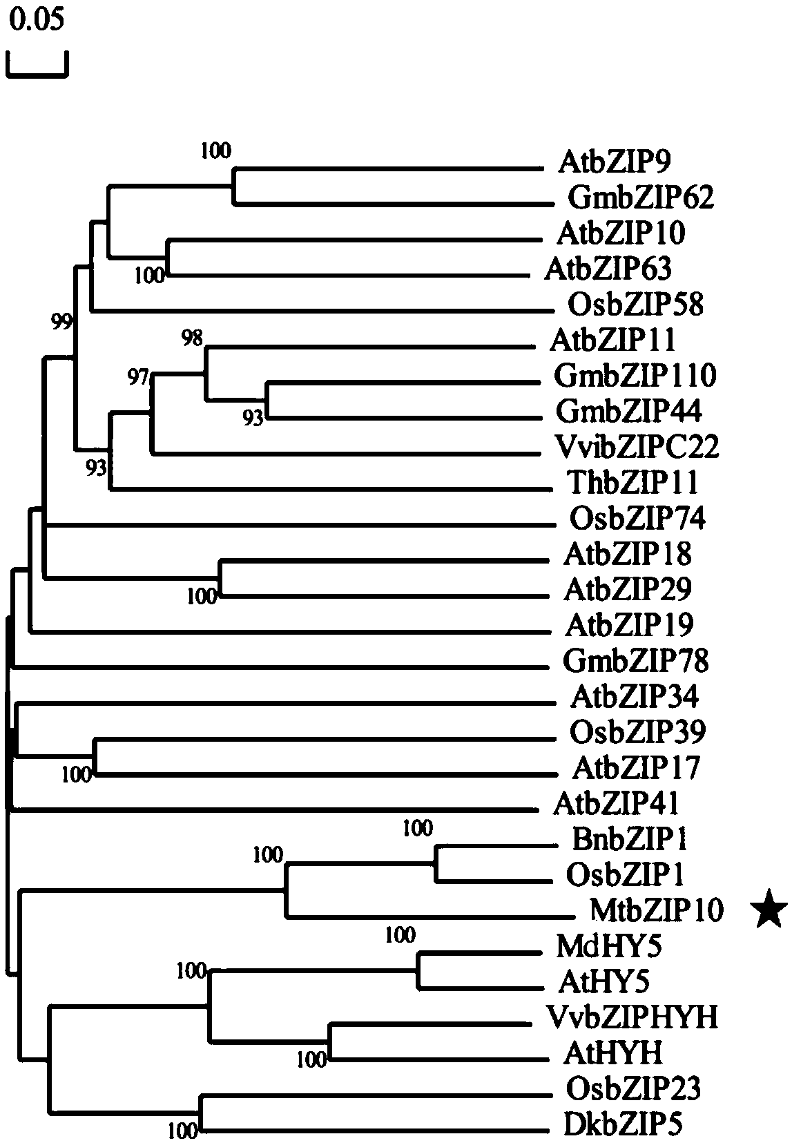Transcription factor gene for regulating and controlling synthesis of plant flavonoid and use thereof