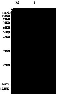 Recombinant OmpK multi-epitope polypeptide, construction method and application thereof