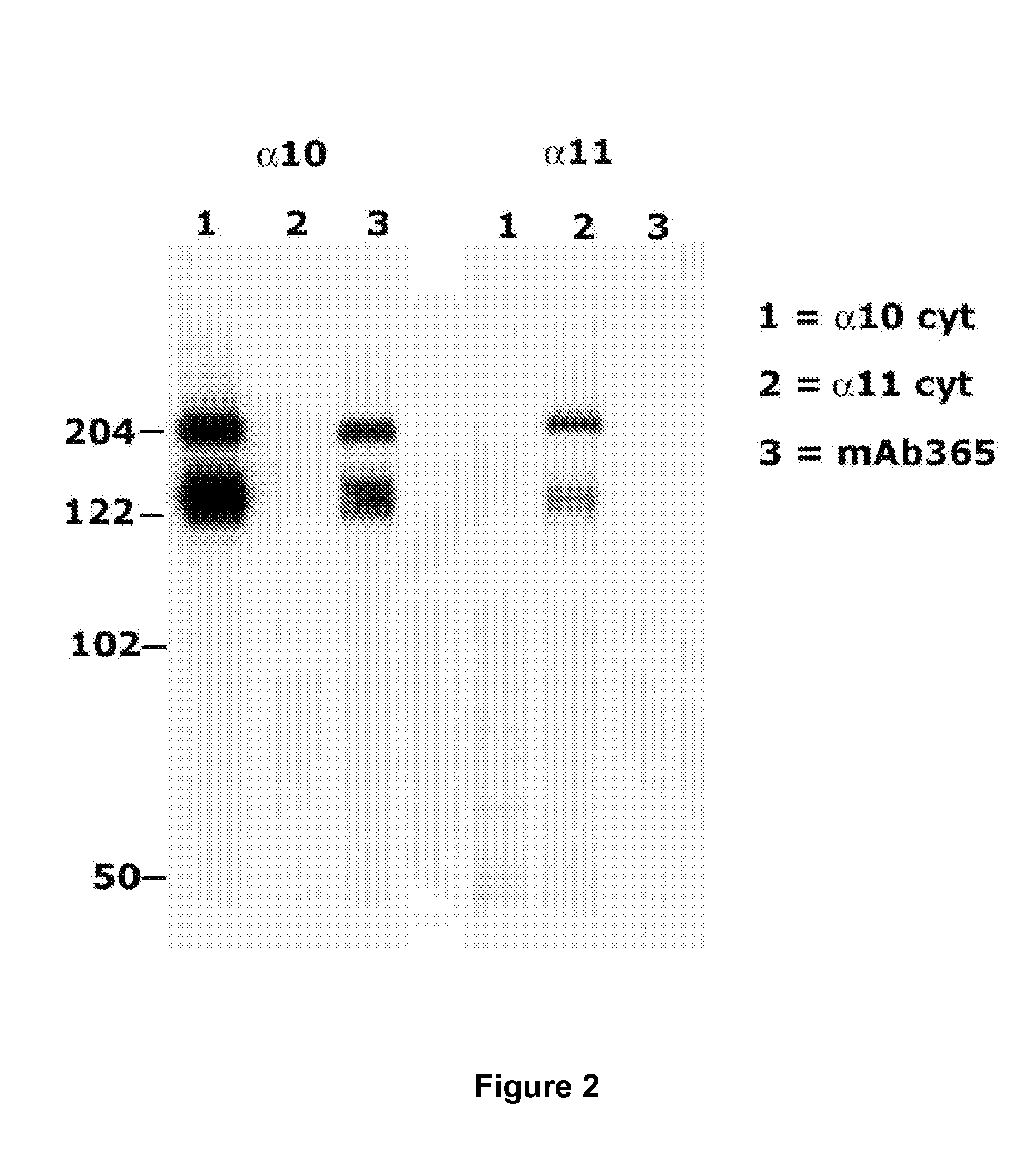 Monoclonal antibody capable of binding integrin alpha 10 beta 1