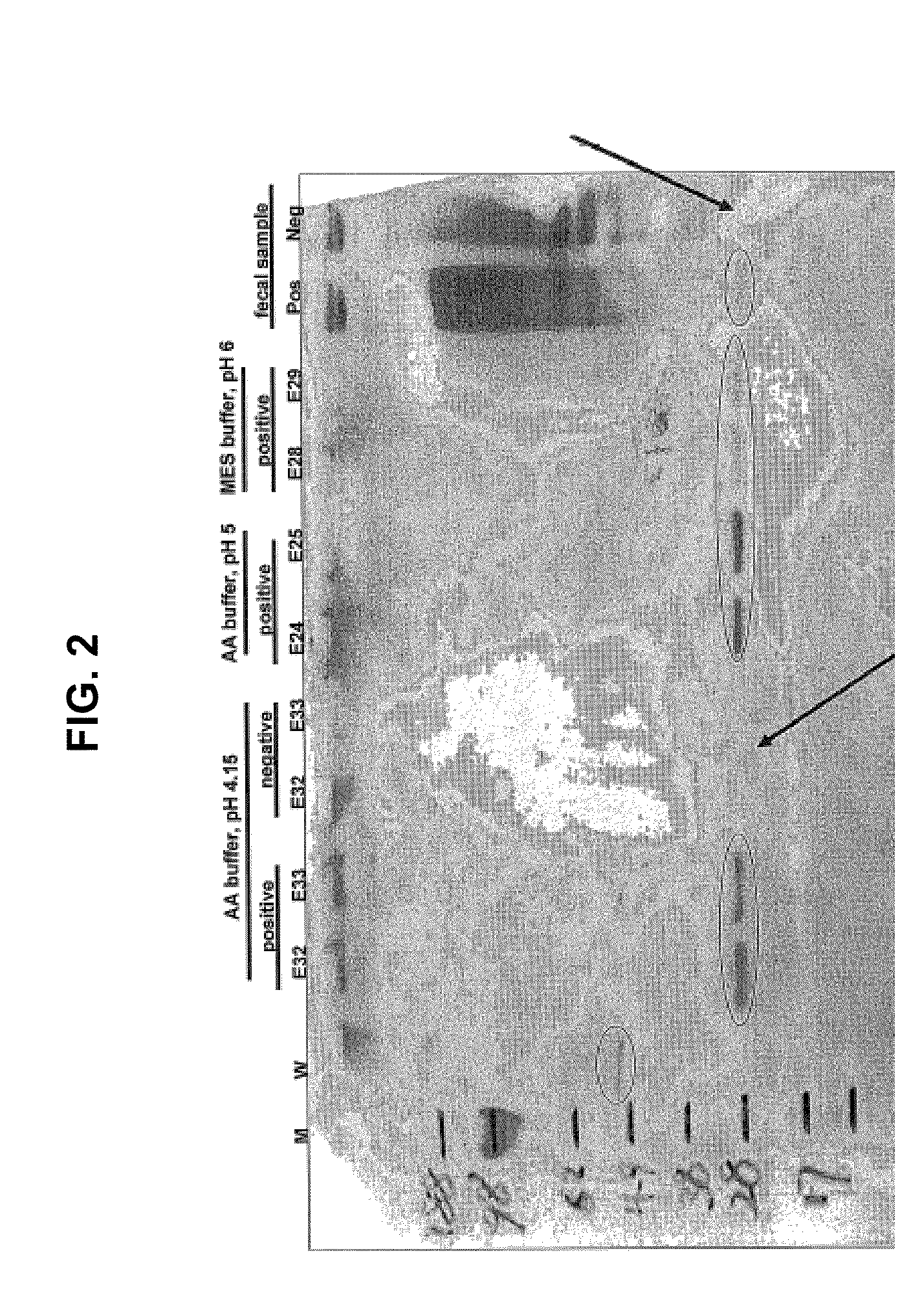 Compositions, Devices, Kits and Methods for Detecting Hookworm