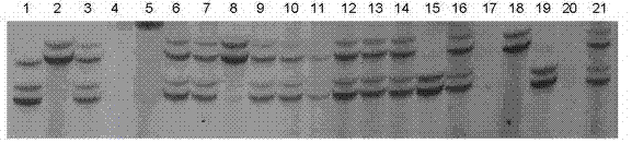 Method for identifying hybrid soybeans seeds by molecular markers