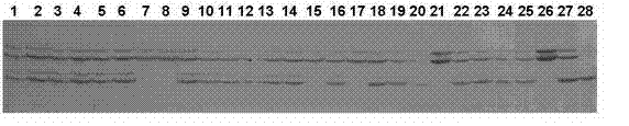 Method for identifying hybrid soybeans seeds by molecular markers