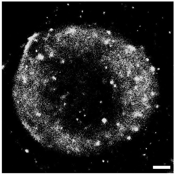 BODIPY derivative with cell membrane labeling function and used for single-molecule positioning super-resolution imaging and single-molecule tracking and application thereof