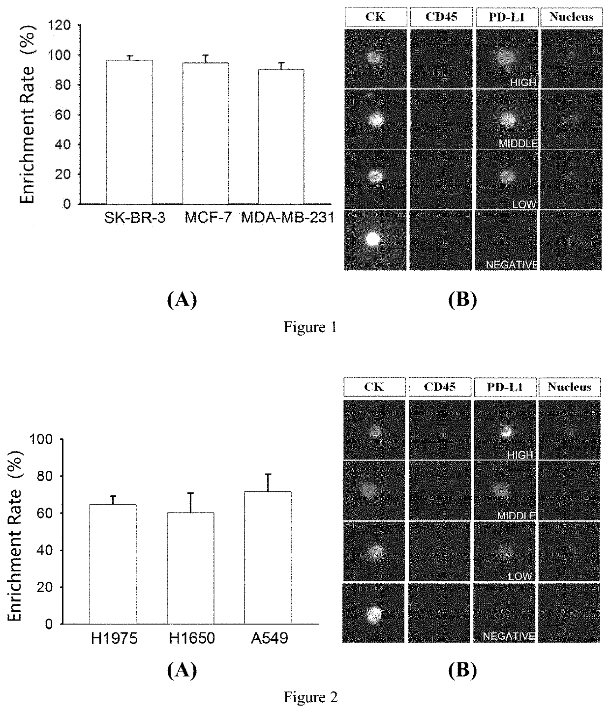 Polypeptide magnetic nanoparticle, preparation method therefor and use thereof