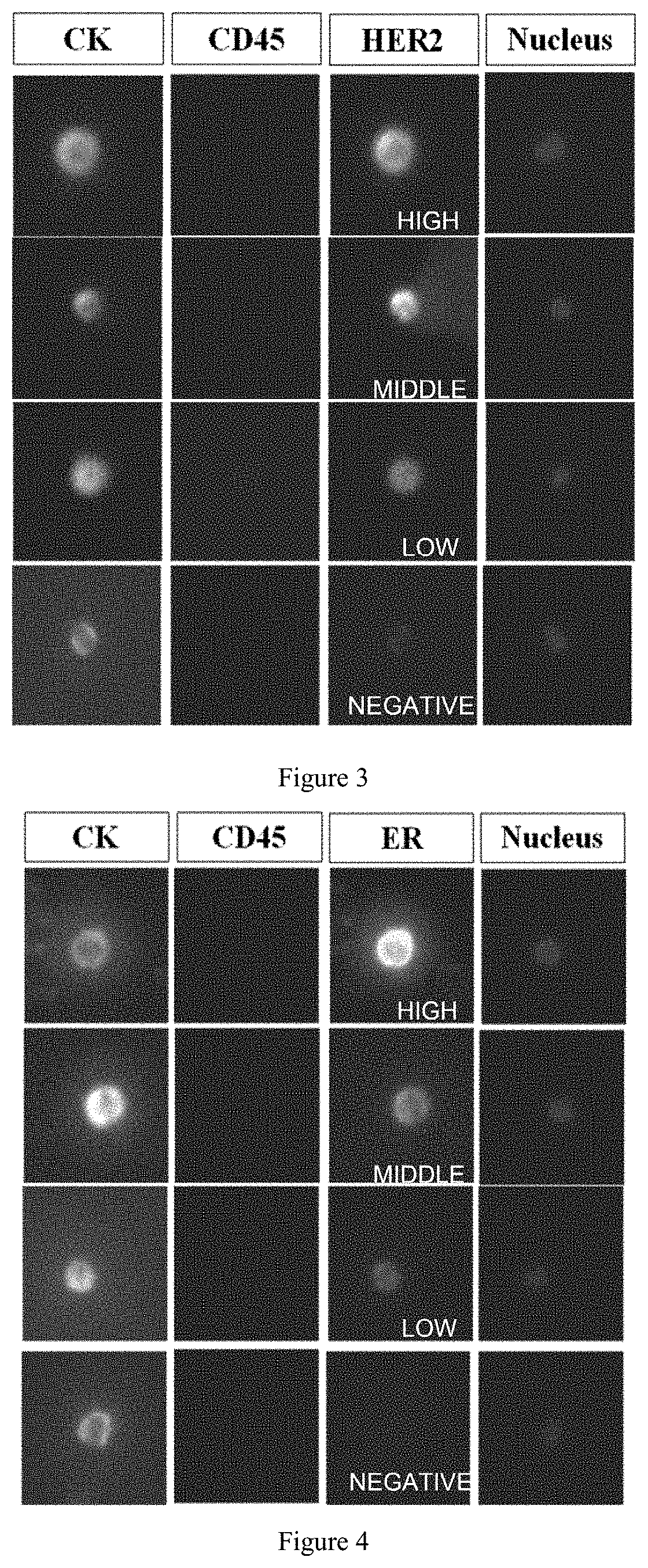 Polypeptide magnetic nanoparticle, preparation method therefor and use thereof