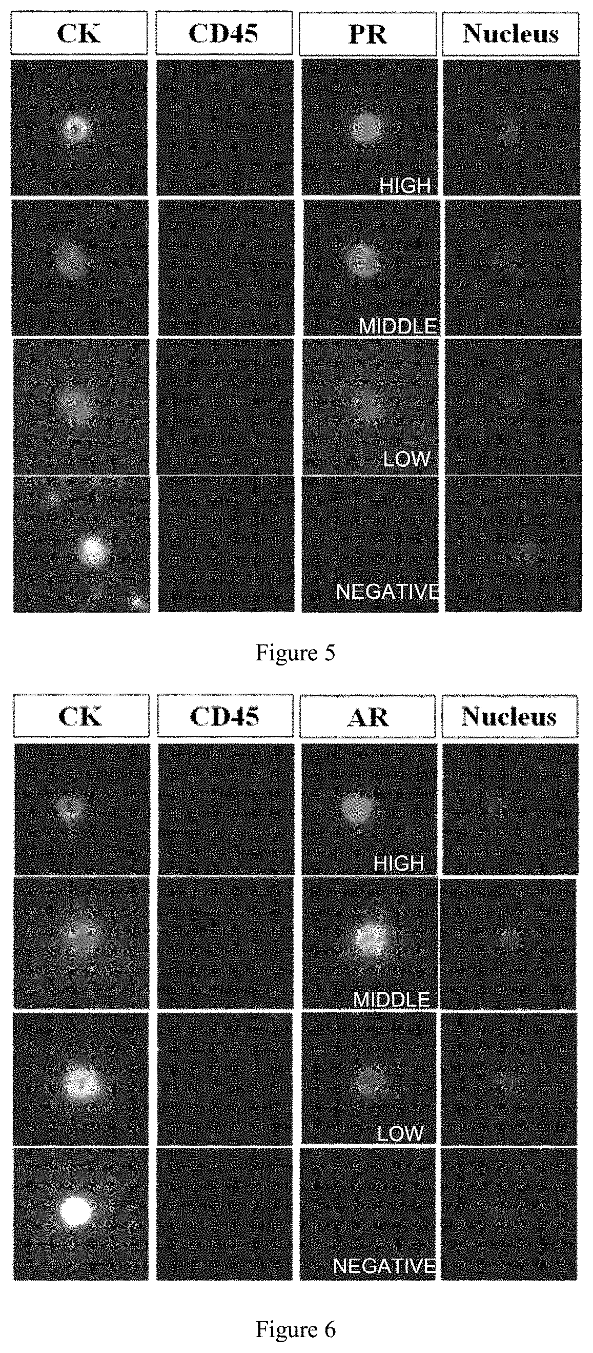 Polypeptide magnetic nanoparticle, preparation method therefor and use thereof