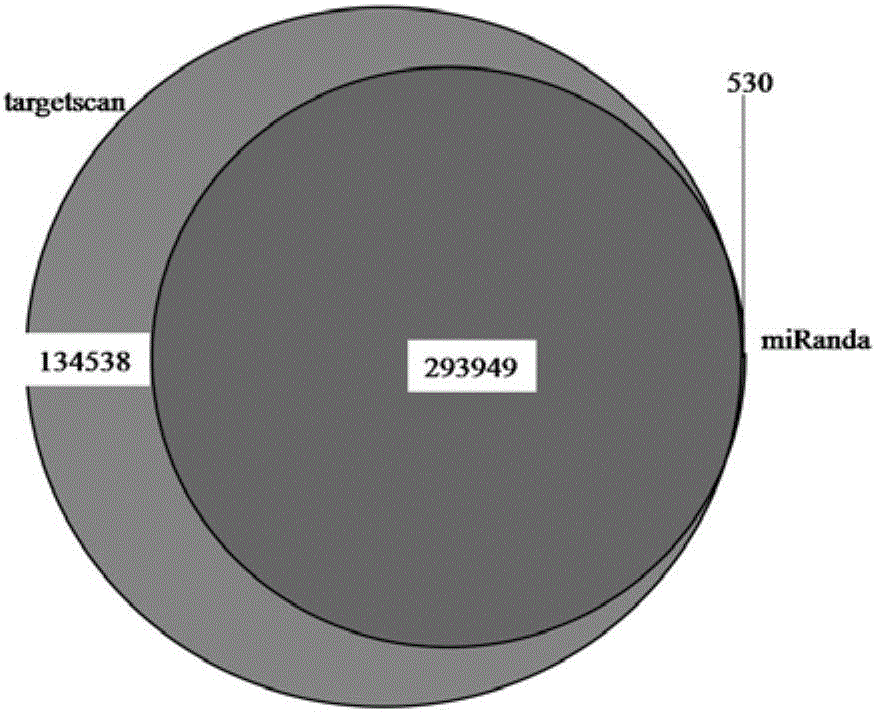 Method for constructing dairy cow mammary gland differential expression gene regulation and control network under condition of heat stress