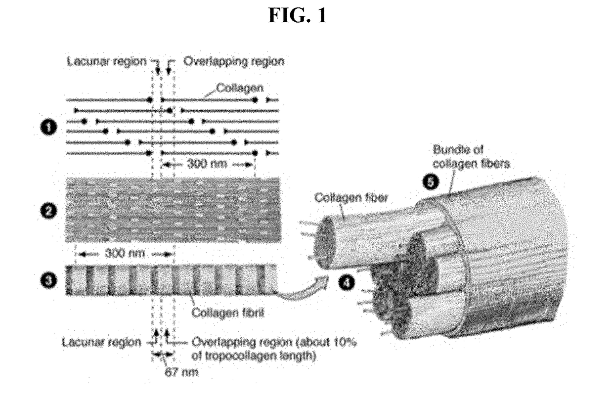 Method for making biofabricated composite