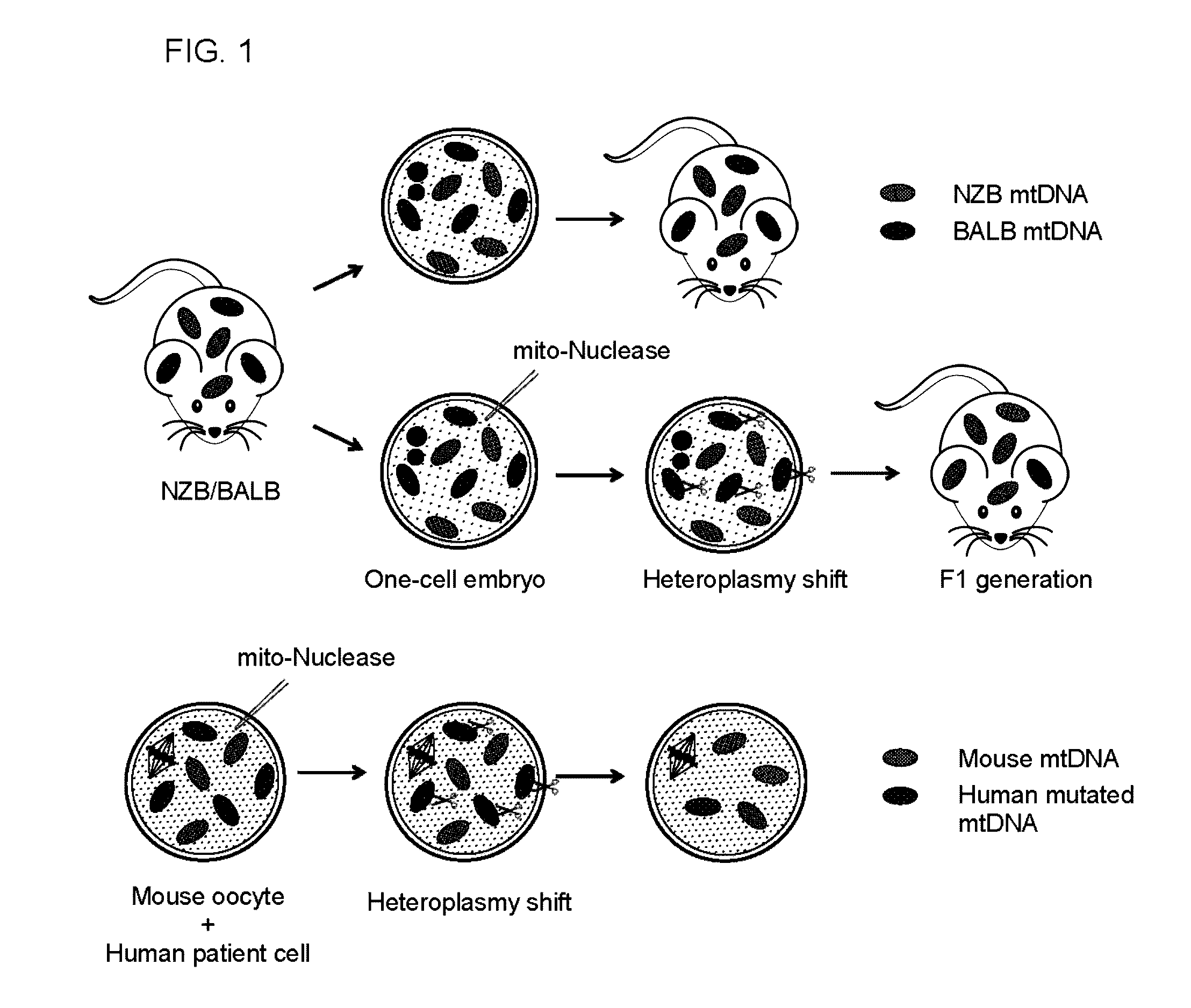 Mitochondrial genome editing