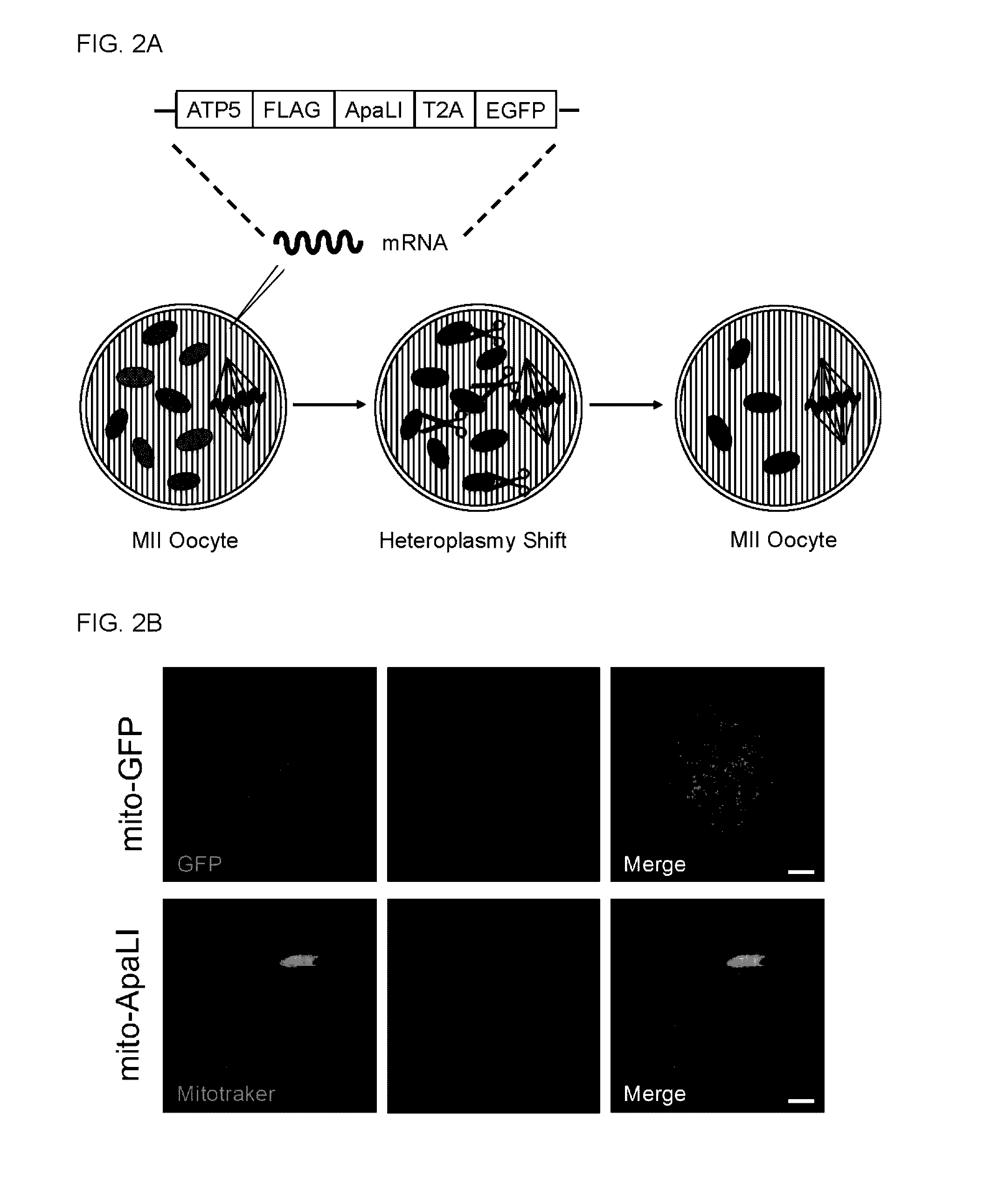 Mitochondrial genome editing