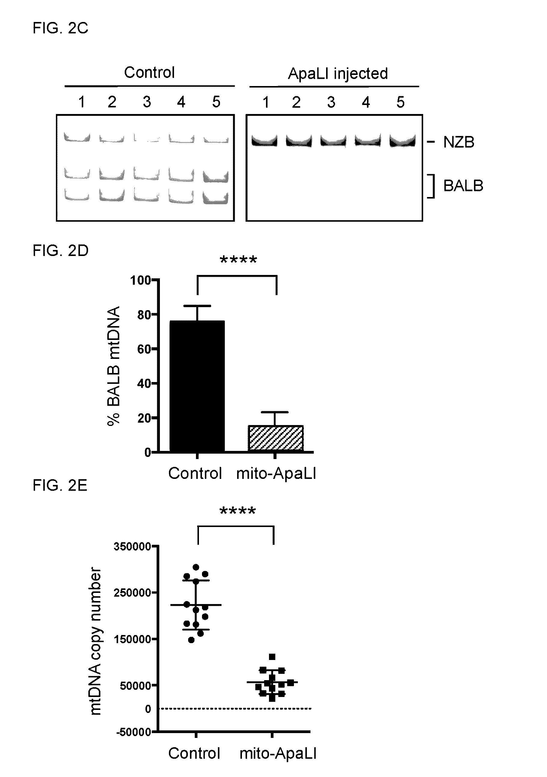 Mitochondrial genome editing