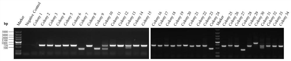 Single domain antibody against bovine serum albumin bsa and its derivative protein