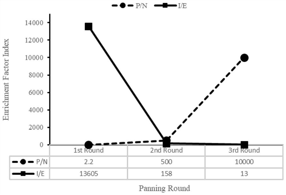 Single domain antibody against bovine serum albumin bsa and its derivative protein