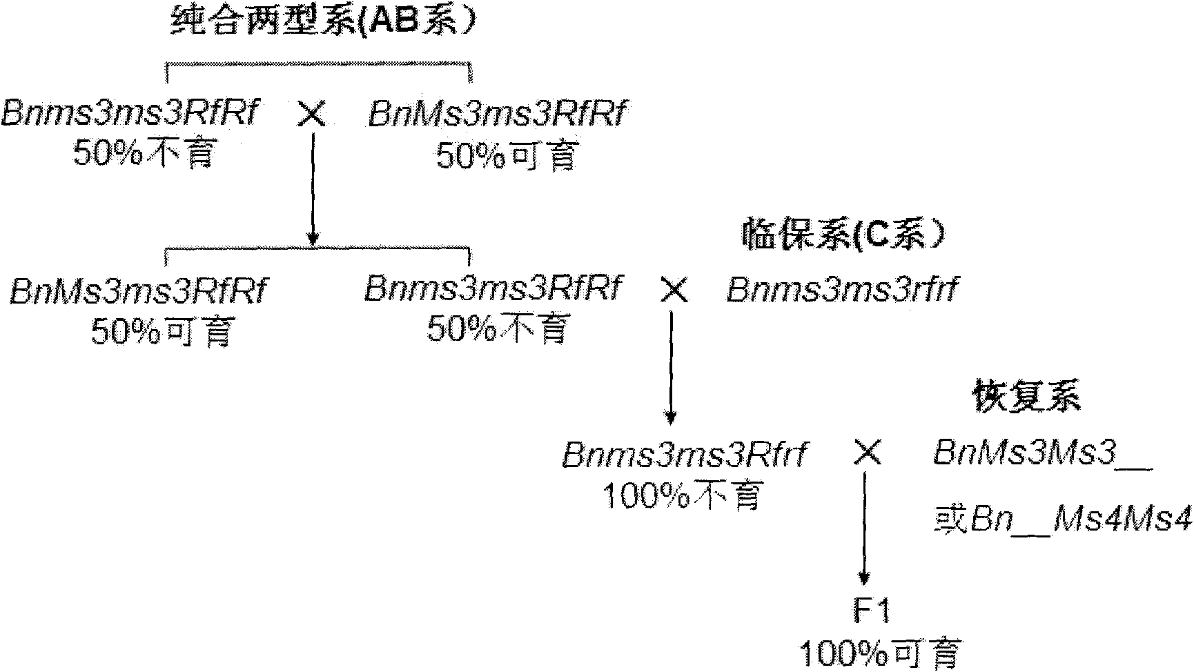 Molecular marker of line with genic sterile recessive epistatic interaction in brassica napus and application