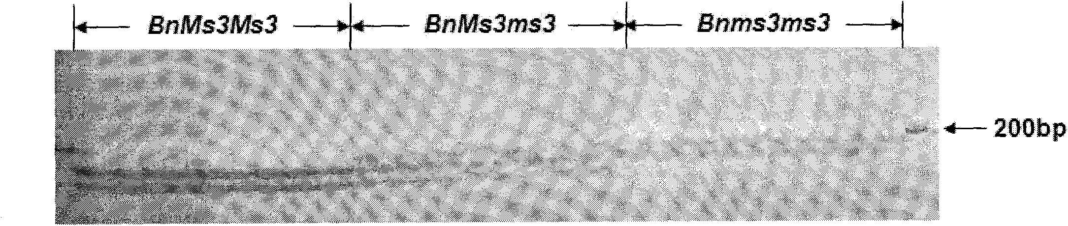 Molecular marker of line with genic sterile recessive epistatic interaction in brassica napus and application