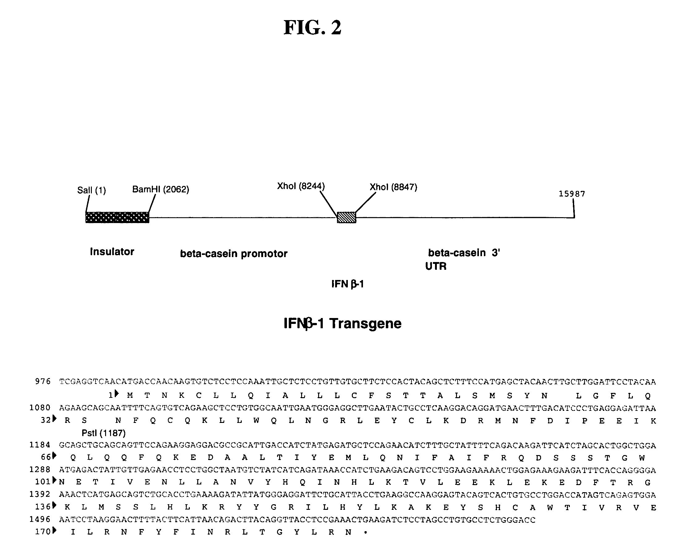 Method for the production of fusion proteins in transgenic mammal milk