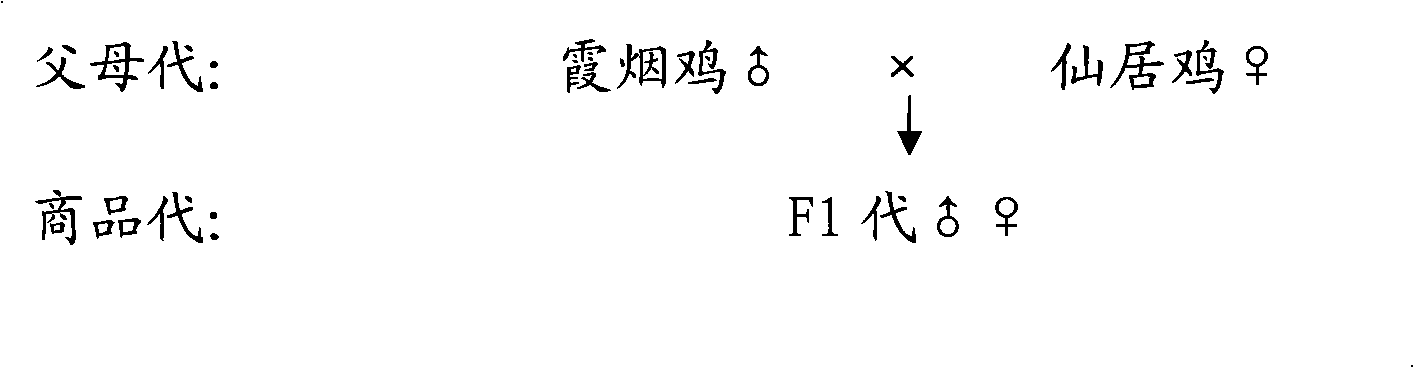 Production method of high-efficient and high-quality indigenous chicken and utilization thereof