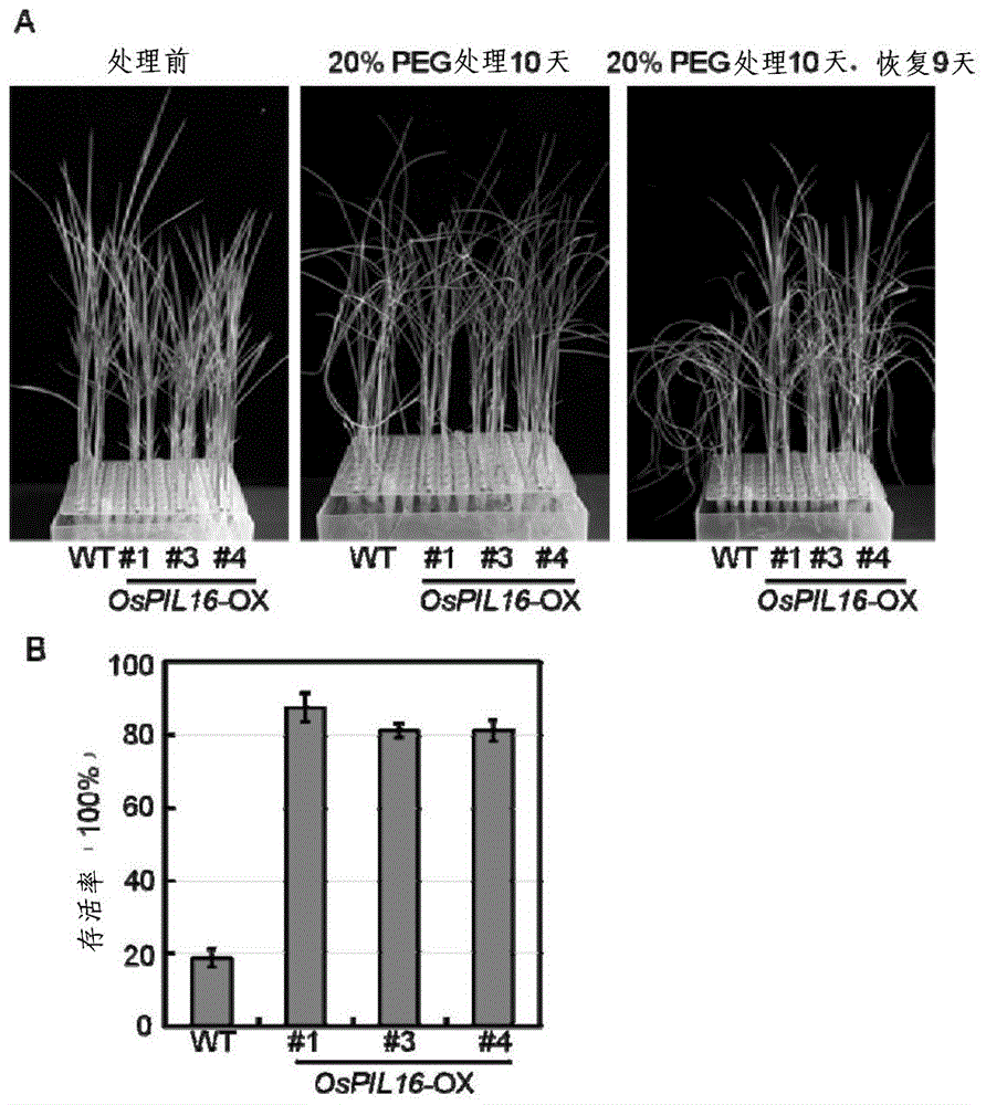 Application of gene OsPIL16 in simultaneously improving tolerance of rice to drought stress and salt stress