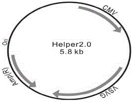 Construction method of stable cell line realizing FTH1 gene controlled expression