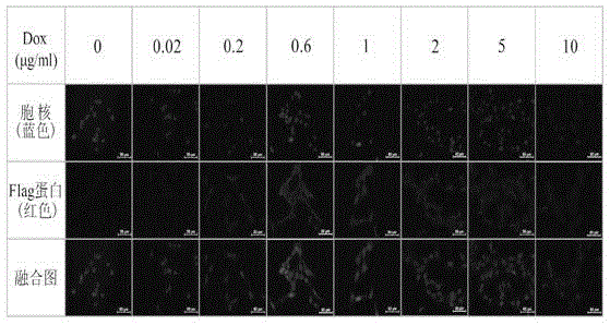 Construction method of stable cell line realizing FTH1 gene controlled expression